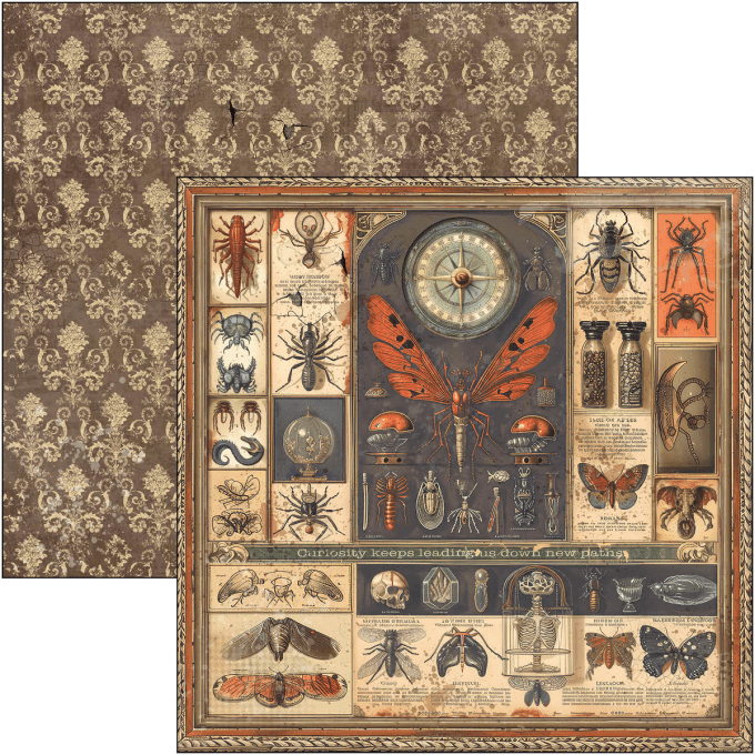 Ciao Bella, collection Cabinet of curiosities - 30x30cm - 12 feuilles - 190gsm 