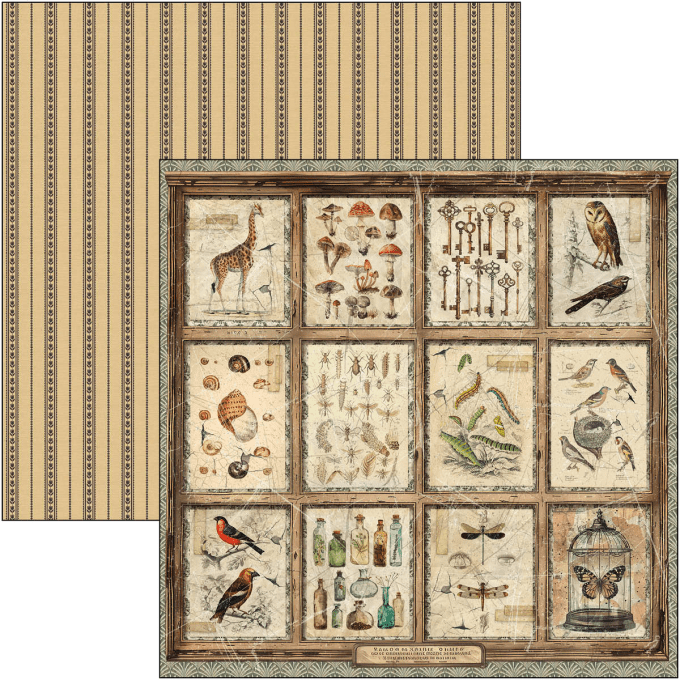 Ciao Bella, collection Cabinet of curiosities, Patterns - 30x30cm - 8 feuilles - 190gsm