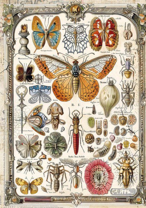 Ciao Bella, 8 Feuille de riz, Format A5 - Cabinet of curiosities