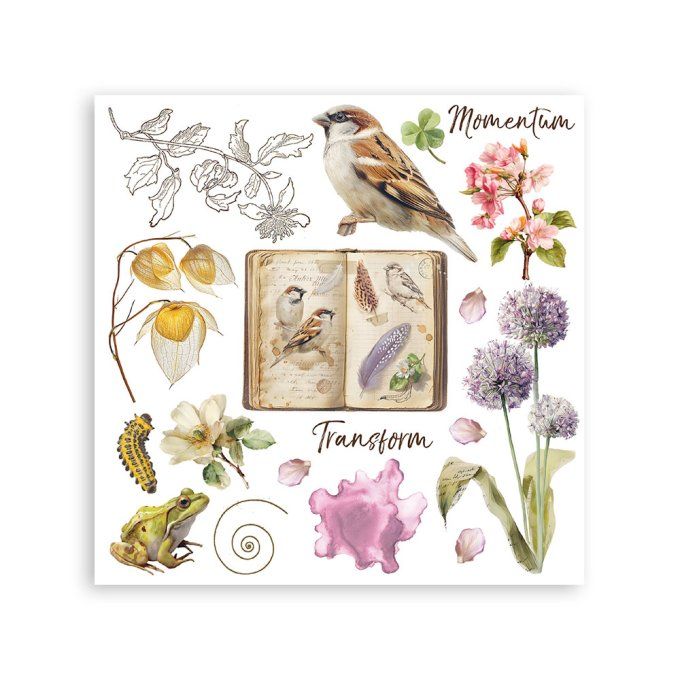 Stamperia, 6 Planches de rub-on format 15.5x15.5cm : All around