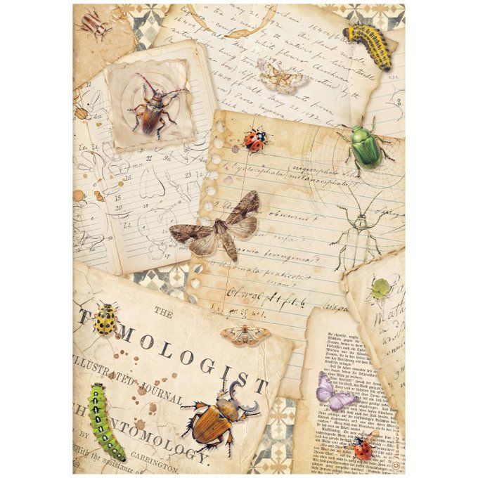 6 Feuilles de riz, Stampéria, Format A4 - All around