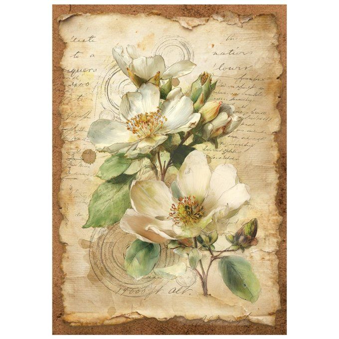 8 Feuilles de riz, Stampéria, Format A6 (10.5x14.8cm) - All around