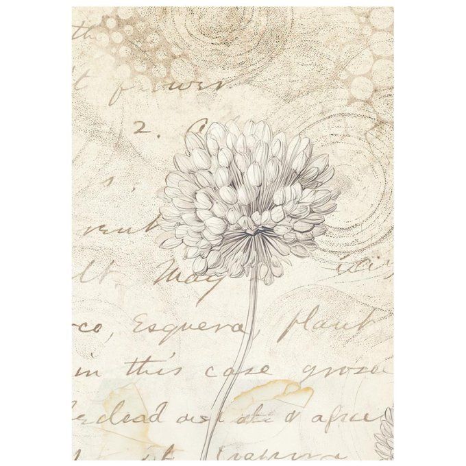 8 Feuilles de riz, Stampéria, Format A6 (10.5x14.8cm) - All around - Fonds