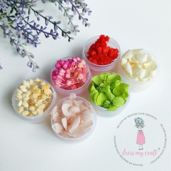 6 boites de 8g d'embellissements - fleurs séchées -  Dress my craft